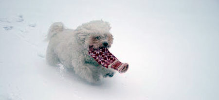 Bichon frisé