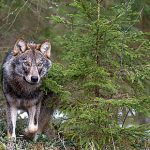 Susi kuoli liikenneonnettomuudessa Maalahdessa