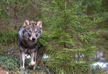 Susi kuoli liikenneonnettomuudessa Maalahdessa