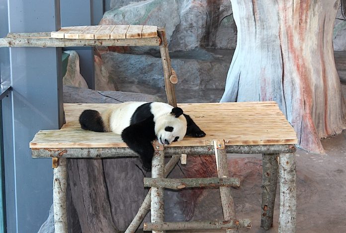 tyytyvainen_panda_