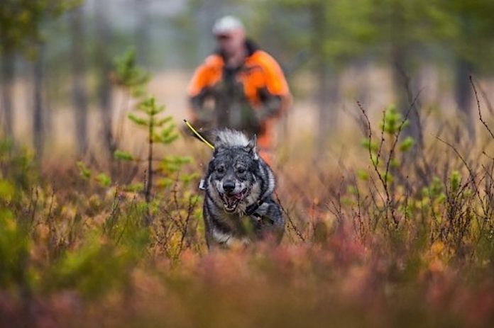 koira_metsällä