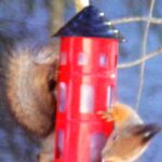 Oravat ruokavoimistelus sa 1
