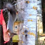 Oravat ruokavoimistelussa 000