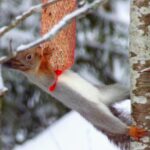 Oravat ruokavoimistelussa