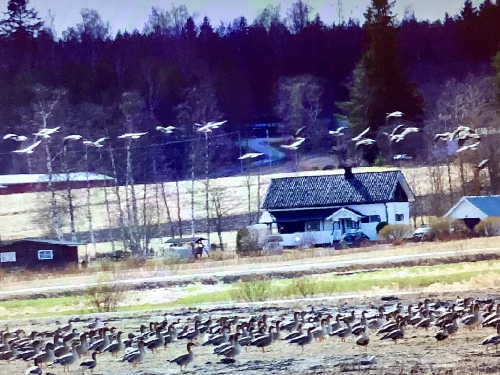 Yhtenä iltana, toukokuun alussa susi vilahti hanhipellon metsänreunassa ja ilmatila oli hetkessä hanhia täynnä. Selvä suunta kohti läheistä Ponnenjärveä!