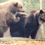 Kolumni | Ähtärin elänpuisto sulkeutui – Mutta toivottavasti lyhyeksi ajaksi