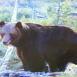 Onko jo liikaa – karhuja, susia ja ilveksiä yhä enemmän.