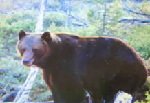 Onko jo liikaa – karhuja, susia ja ilveksiä yhä enänmän.