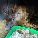 Jälleen onnistunut eläinten siirto Ähtärin eläinpuistosta