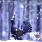 Koppelot kaipaavat kaverita ja myös metsot!