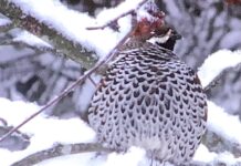 Talvi tuli taaskin. -Tahdottiin tai ei!