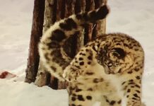 Yhtä juhlaa | Ähtärin eläinpuistoon lauantaina.