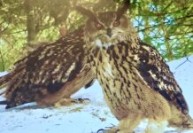 Kolumni | Hyvä Ähtärin päättäjät!